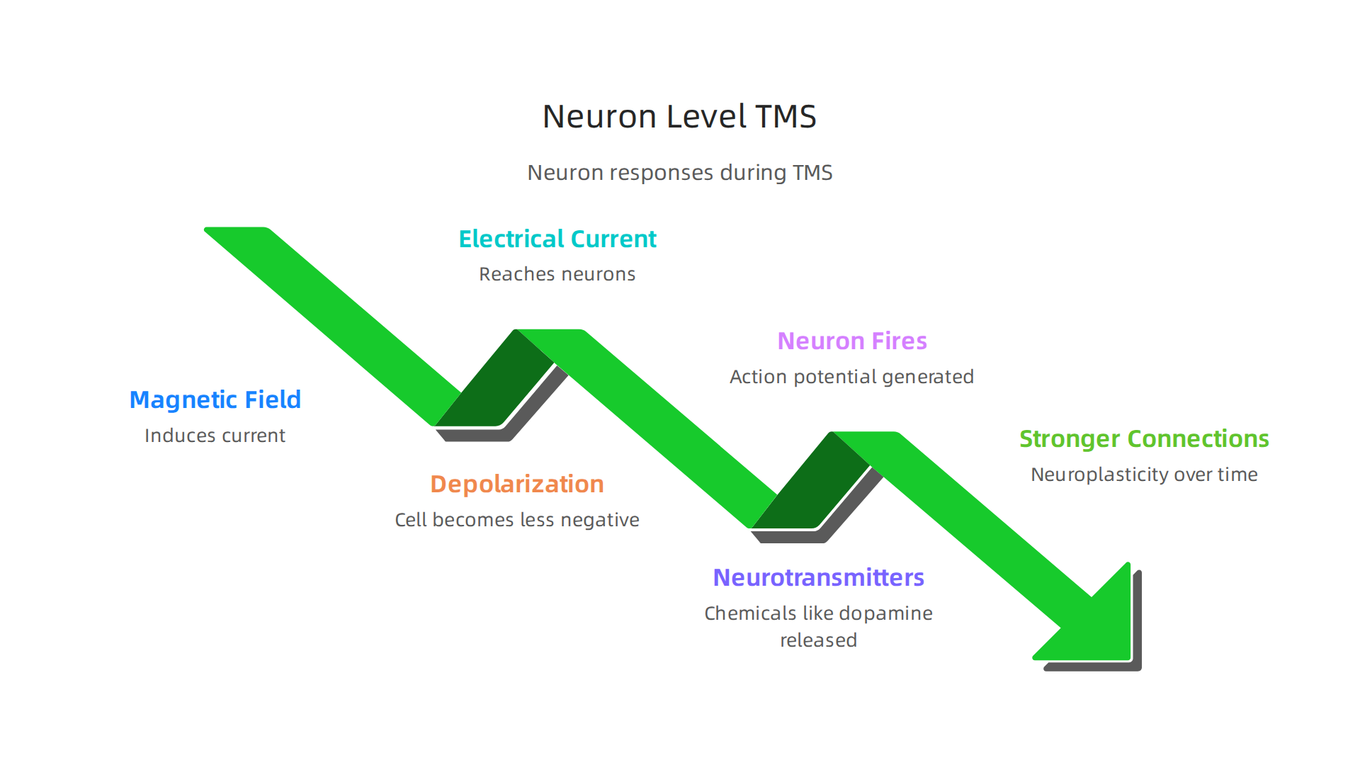 Understanding the detailed micro-level changes that occur in brain cells during a TMS session.