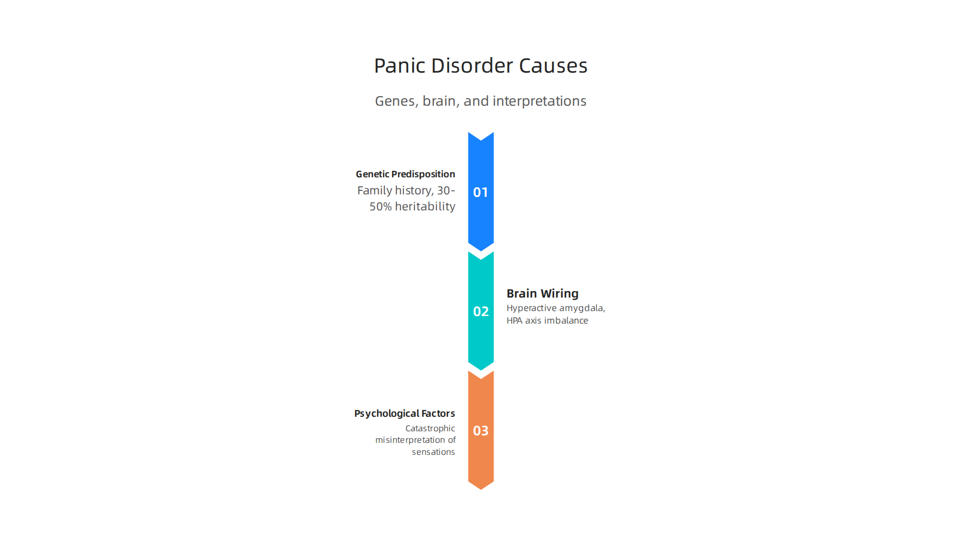 An infographic explaining the three main contributing factors to panic disorder: genetic predisposition, brain wiring, and psychological interpretations.